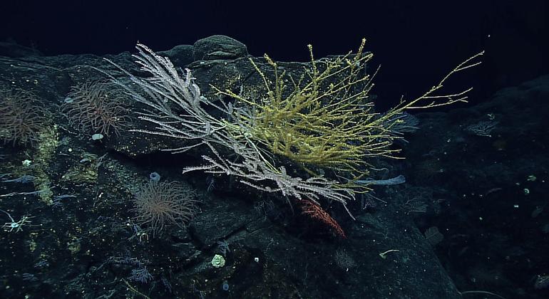 Game-changing international ocean treaty comes into force