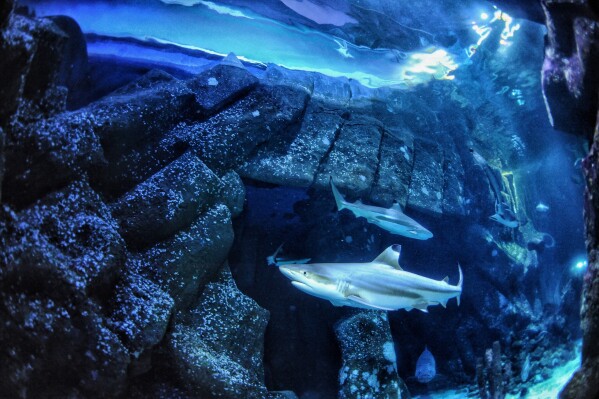 In this undated handout photo provided by Heinrich Heine University Duesseldorf in January 2026, a blacktip reef shark swims at Sealife Oberhausen in Oberhausen, Germany. (Maximilian Baum/Heinrich Heine University Duesseldorf via AP)