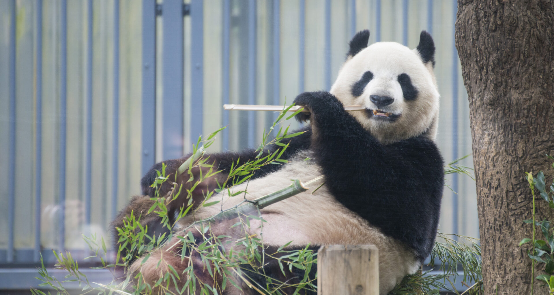 Japan to lose all of its pandas by the end of January