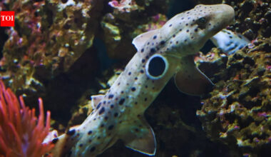 Walking sharks of Australia: Why epaulette shark encounters are among the most mind-blowing travel experiences |