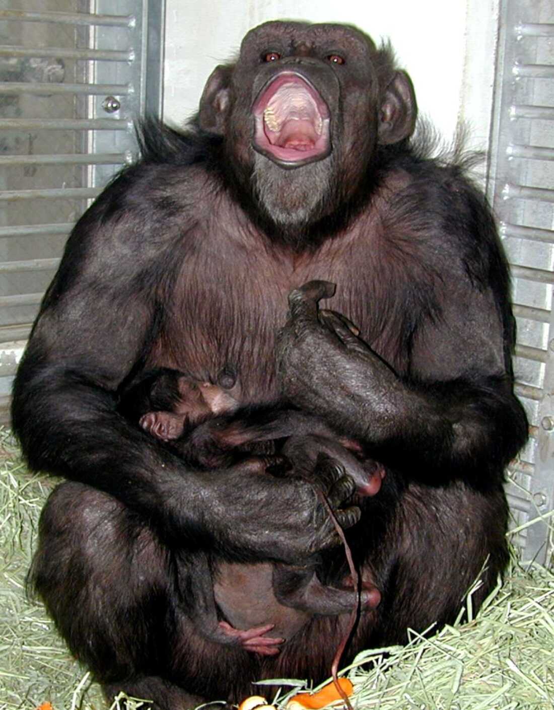 23-year-old chimpanzee Ai, known for her ability to recognize some letters and numbers, holds her 35-centimetre-tall newborn male chimp Ayumu, 25 April 2000, at the Primate Research Institute of Kyoto University in Inuyama, central Japan.