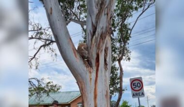 Woman Hears 'Panting' In Shopping Plaza And Finds Endangered Animal Stuck In Tree
