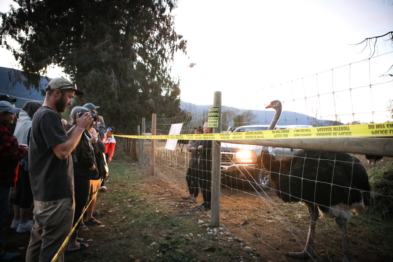 Ostriches and two woman stand behind a chain link fence in front of a crowd of people, some with cameras. 