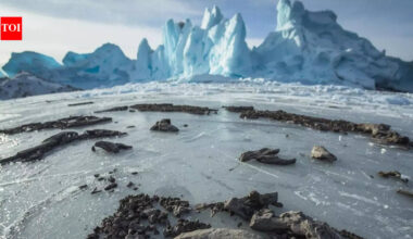 Baby dinosaur fossils found in Arctic permafrost reveal how dinosaurs survived polar winters |