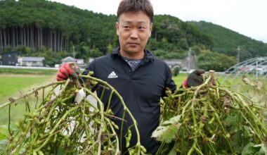 Let it grow: Panasonic's plant formula boosts CO2 absorption