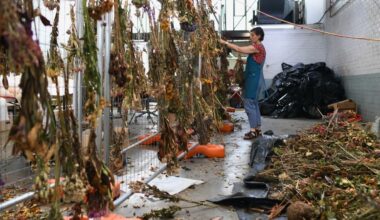 Australia Bondi Beach shooting: Three tons of mourners’ flowers to be transformed into art memorializing attack