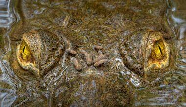 Crocodile with yellow eyes with flies on head.