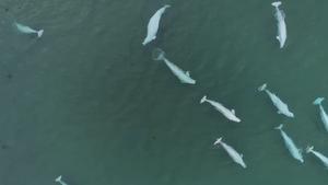 Strategic sex: Alaska’s beluga whales swap mates for long-term survival