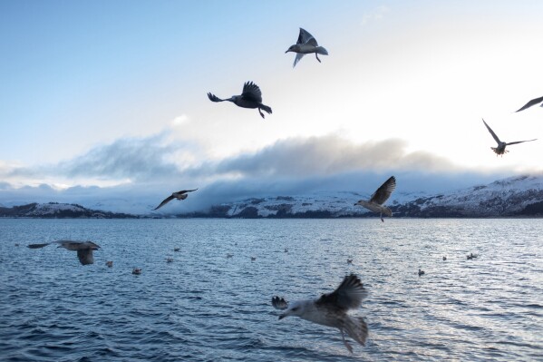 Seagulls fly near a creel fishing vessel in Loch Alsh off the coast of Kyleakin, Scotland on Nov. 20, 2025. (AP Photo/Emily Whitney)