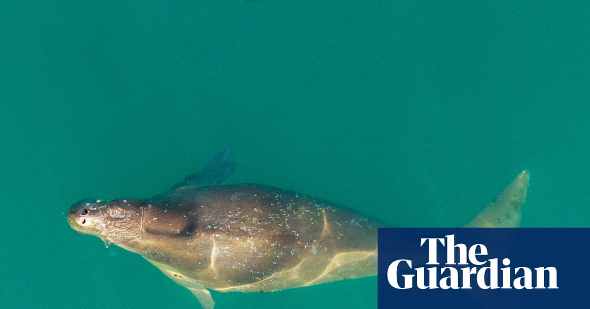 Thailand’s endangered ‘sea cows’ are washing ashore – pointing to a crisis in our seas | Environment