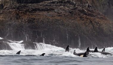 Stunned boaters encounter massive orca pod at Channel Islands