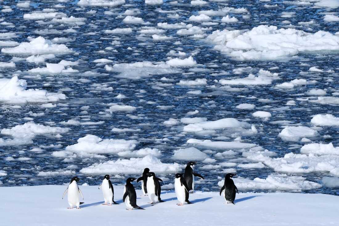 FILE - Adelie penguins stand on a block of floating ice at Yalour Islands in Antarctica, Nov. 24, 2025.