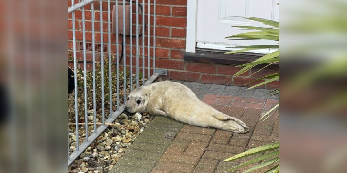 'Feisty' Baby Seal Blocks Mailman's Path To Front Door Until He Helps Her