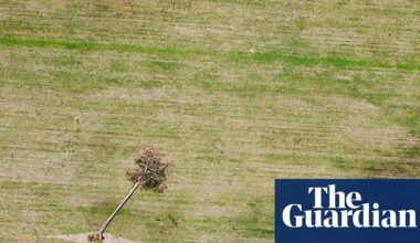 UK supermarkets push for Amazon soy safeguards after traders abandon ban | Amazon rainforest