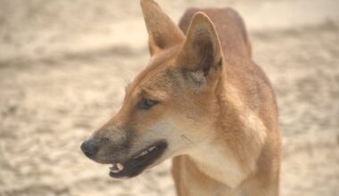 Premier backs snap decision to kill dingoes