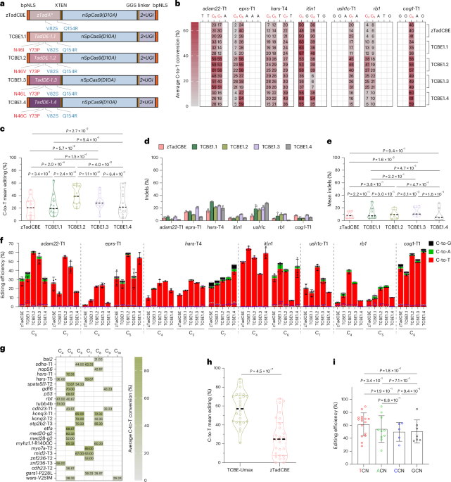 High-efficiency TadA cytosine base editors for precise modelling of human disease variants