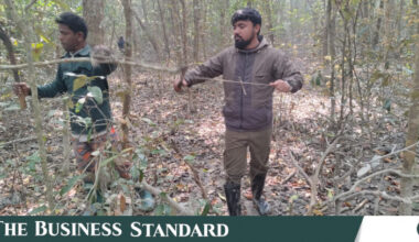 Deer traps in the Sundarbans turn into a shared hazard for tigers