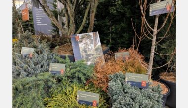 Twelve growers launch 'We Love Conifers' collective