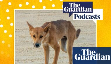 How can humans and dingoes coexist on K’gari? – Full Story podcast | Wildlife
