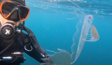 Diver Shocked When He Spots Rare Deep Sea Fish In Only 15 Feet Of Water