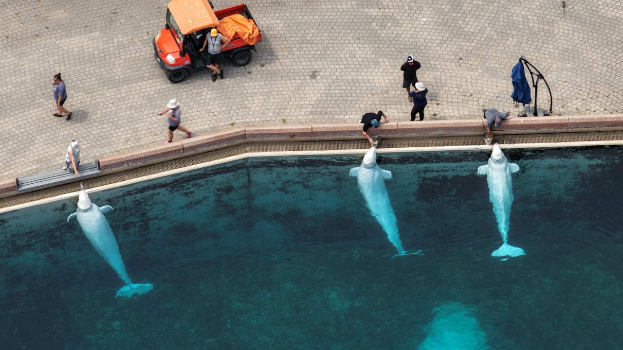 marineland belugas