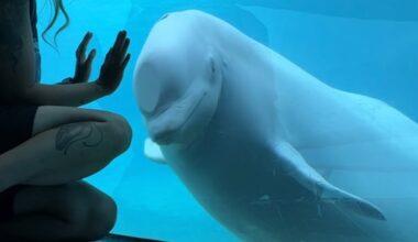 Advocates fear Marineland whales, dolphins may be in shows or bred if export to U.S. approved
