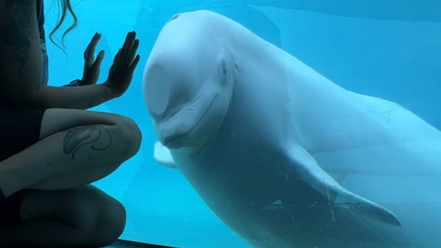 Advocates fear Marineland whales, dolphins may be in shows or bred if export to U.S. approved