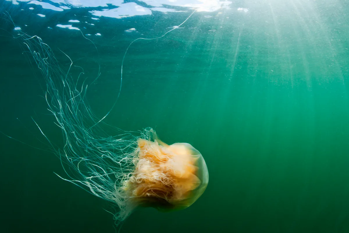 Underwater view of Lion's Mane Jellyfish (Cyanea capillata) in Freshwater Bay
