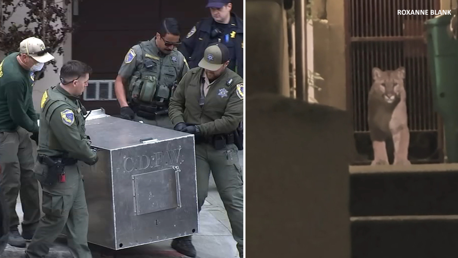 Mountain lion found after several sightings in San Francisco's Pacific Heights neighborhood