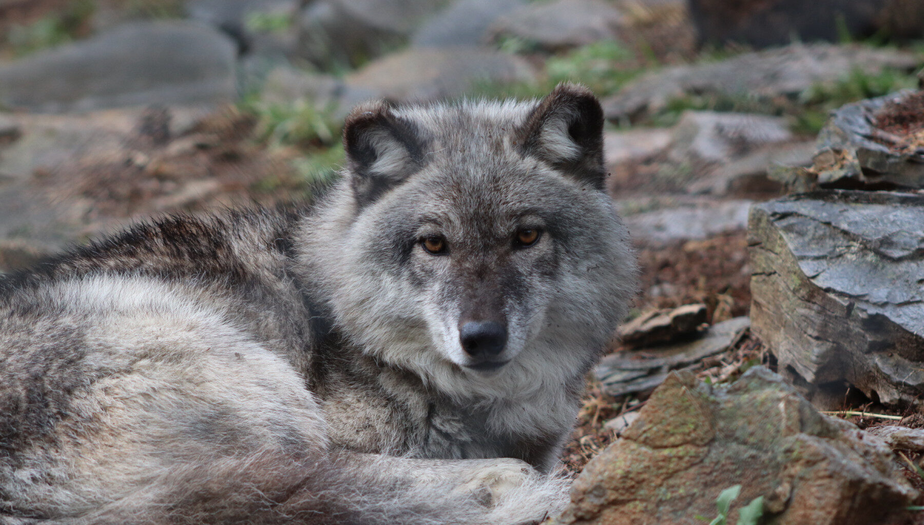 Discovery Weekends at ZooAmerica in January 2026