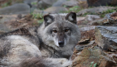 Discovery Weekends at ZooAmerica in January 2026