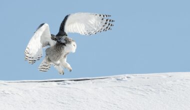 Snowy owl, striped hyena, sharks among migratory species proposed for greater protections