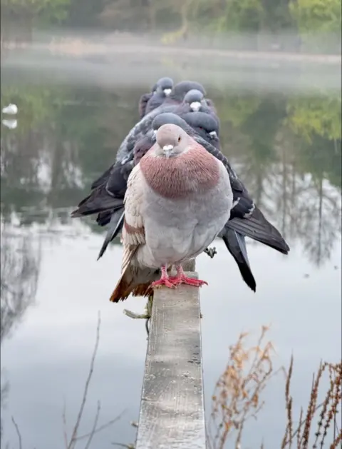 Caroline Dryburgh A group of pigeons stands in a straight line along a narrow wooden rail beside a misty pond.