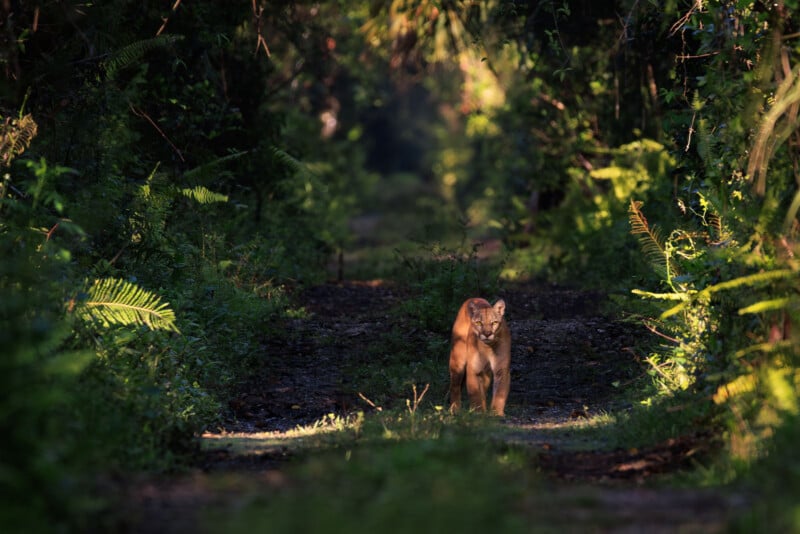 A solitary Florida panther walks along a sun-dappled forest path, surrounded by dense green foliage and ferns.