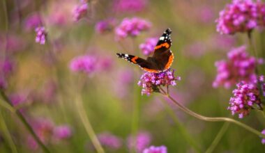 Brighton council may turn Patcham field into nature site