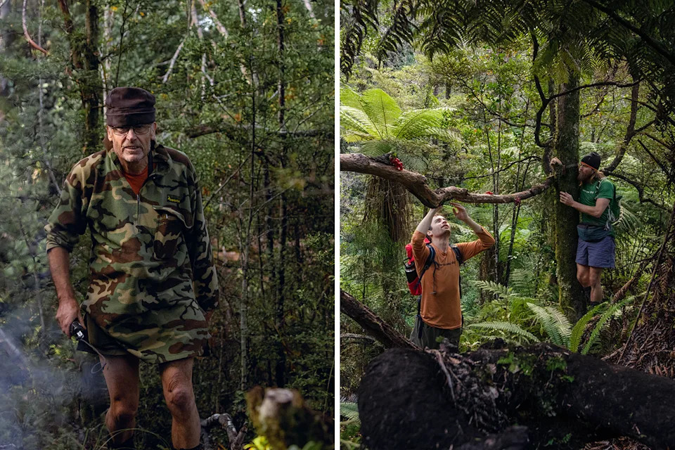 Two images showing volunteers searching Abel Tasman National Park for the South Island kōkako.