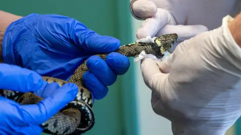 RSPCA A close up of a vet wearing blue gloves handling the grass snake.