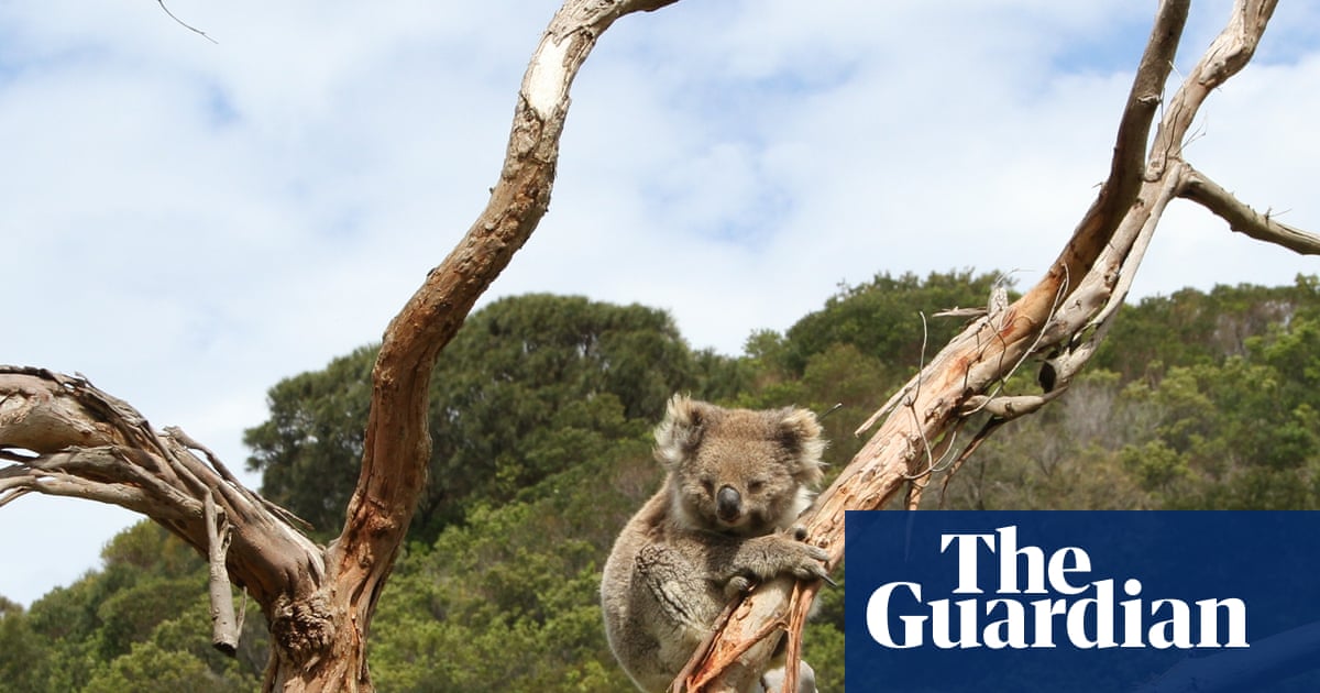 Australia’s koala paradox: why is the beloved marsupial endangered in parts but overabundant in others? | Wildlife