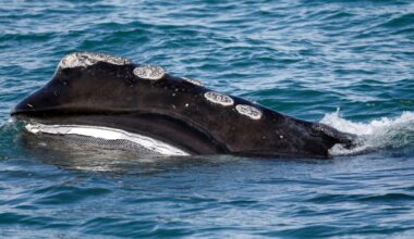 A rare whale is having an encouraging season for births. Scientists warn it might still go extinct.