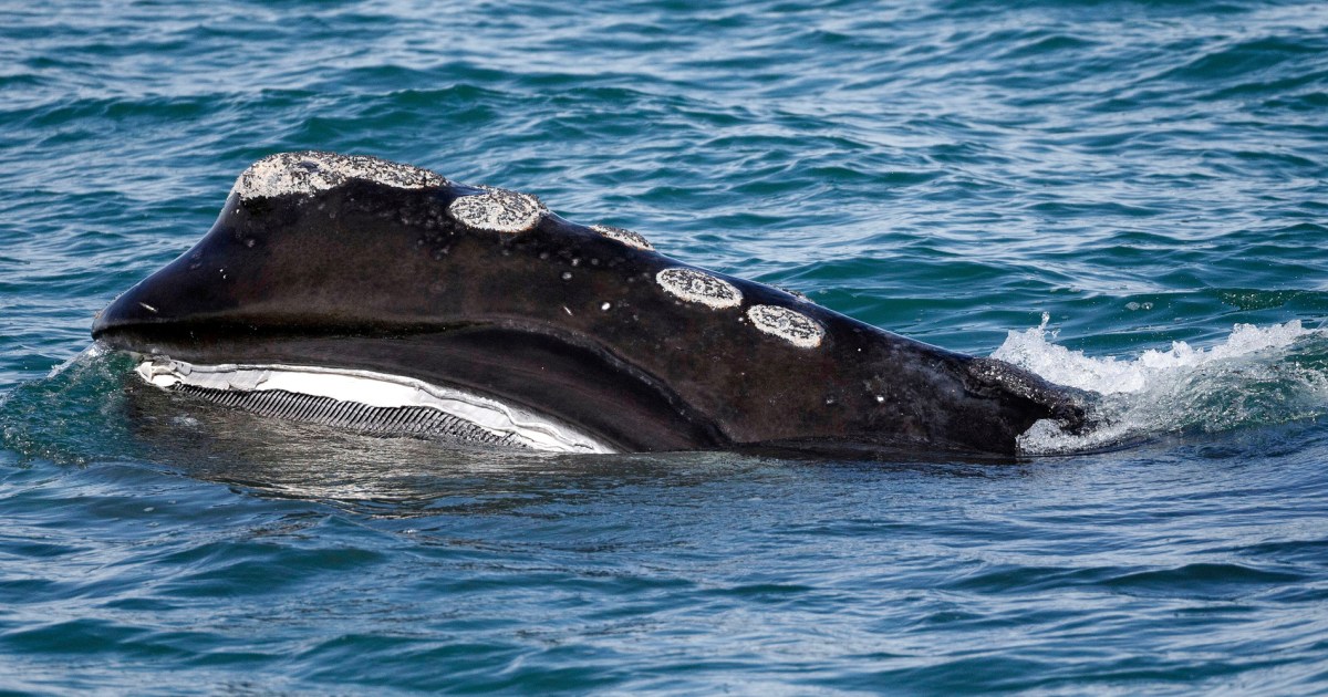 A rare whale is having an encouraging season for births. Scientists warn it might still go extinct.