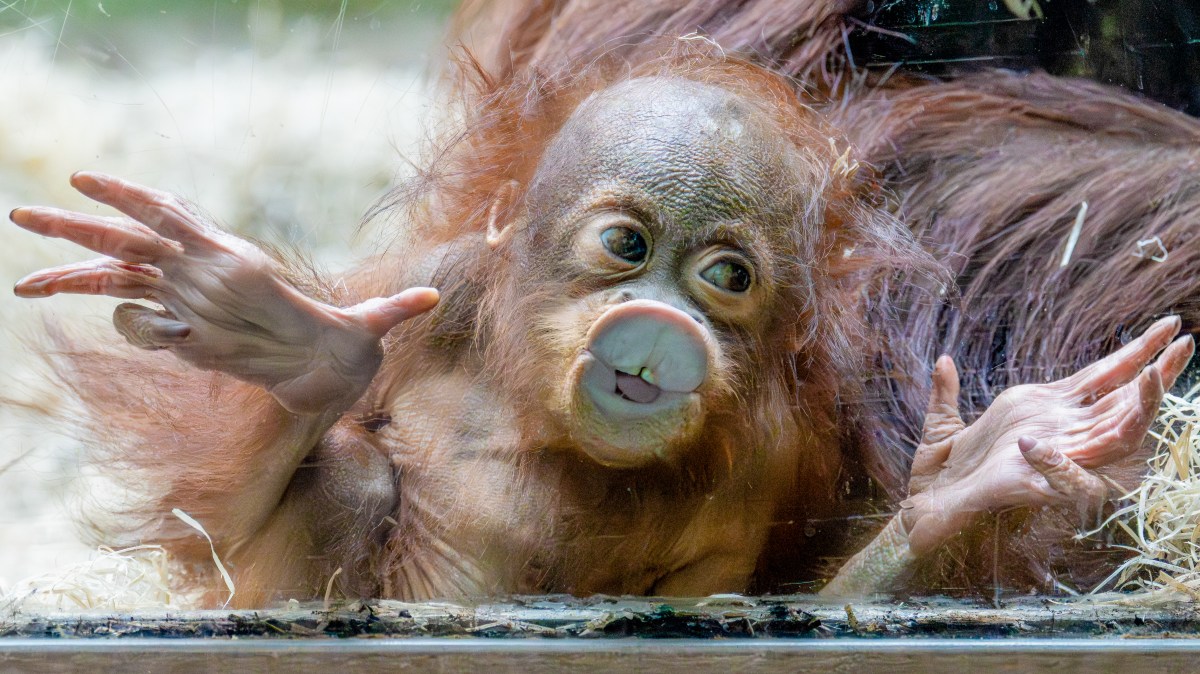 A baby orangutan plays to the crowd — and other news in pictures