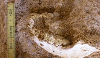 The Last Common Ancestor of Humans and Neanderthals Is Found, in Morocco