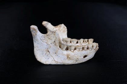 A mandible from the excavation at Thomas Quarry.