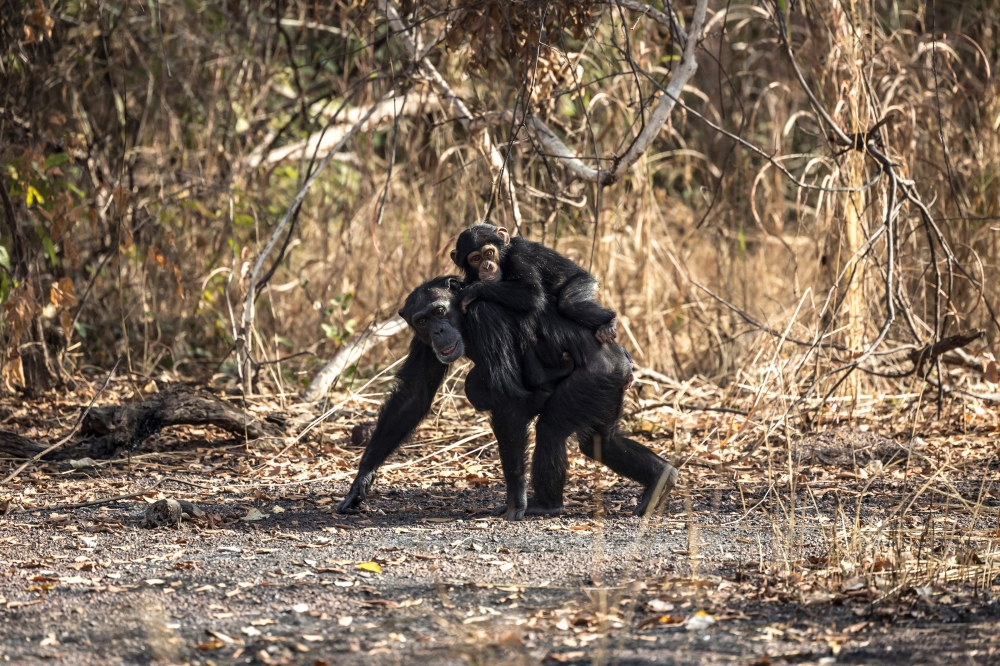 A West African chimpanzee walks with a baby on her back on the Fongoli home range in the Kedougou region, on December 9, 2025. — AFP pic 