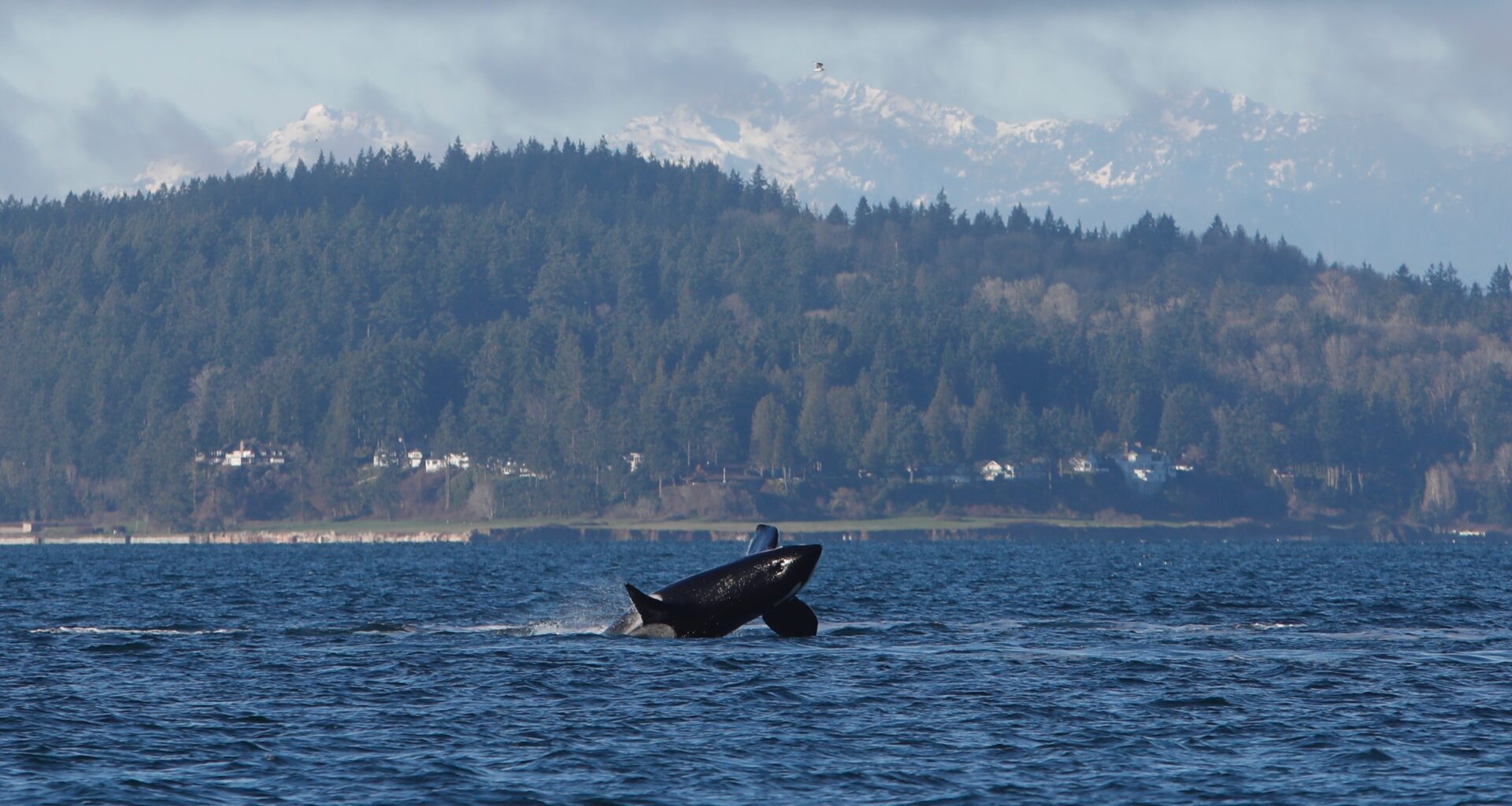 Orcas put on a show off Seattle