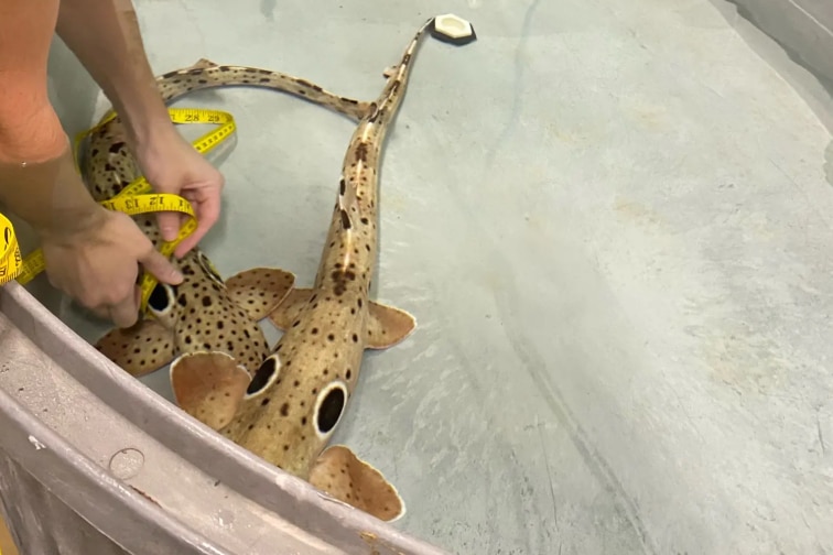 a researcher measuring a small shark in a tank