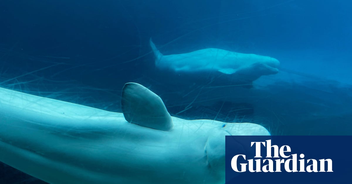 Valium, health checks and fabric slings: the complex logistics of moving 30 beluga whales | Canada