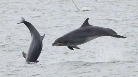Stuart Baines Two bottlenose dolphins leaping from the sea. One is horizontal to the sea, the other is perpendicular and is just dropping back into the water.