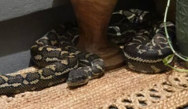'Baby, don't move': Australian woman wakes to find massive python on her chest