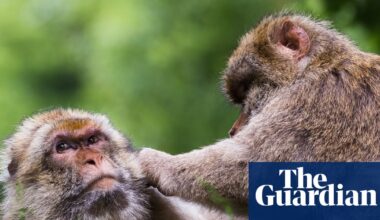 Primates’ same-sex sexual behaviour ‘may reinforce bonds amid environmental stress’ | Animal behaviour